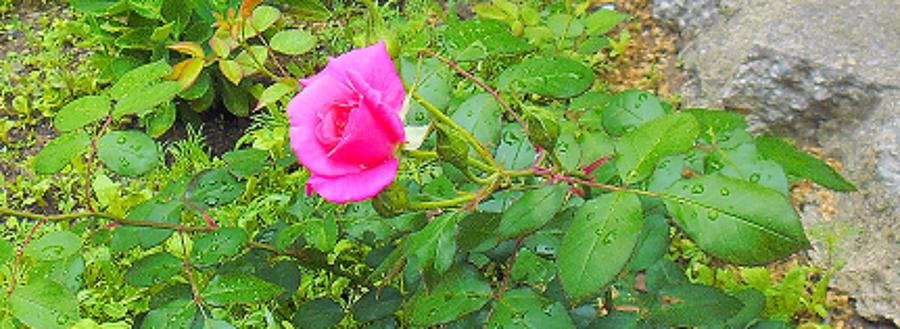 Rain Rose Photograph