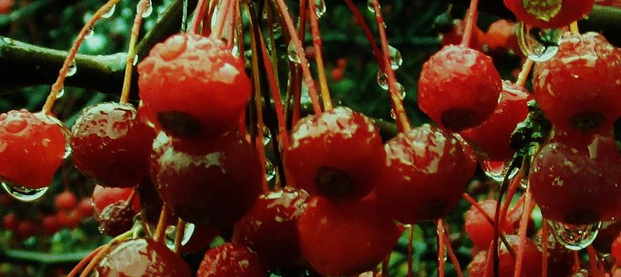 Rain Soaked Berries Photograph