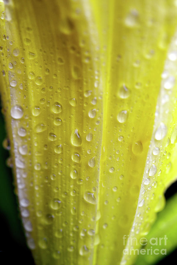 Rain Soaked Daylily Flower Photograph by Terry Elniski