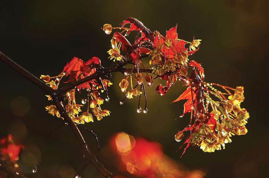 Rain Soaked Leaves-1 Photograph by Steve Somerville