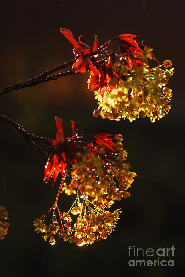Rain Soaked Leaves-2 Photograph by Steve Somerville