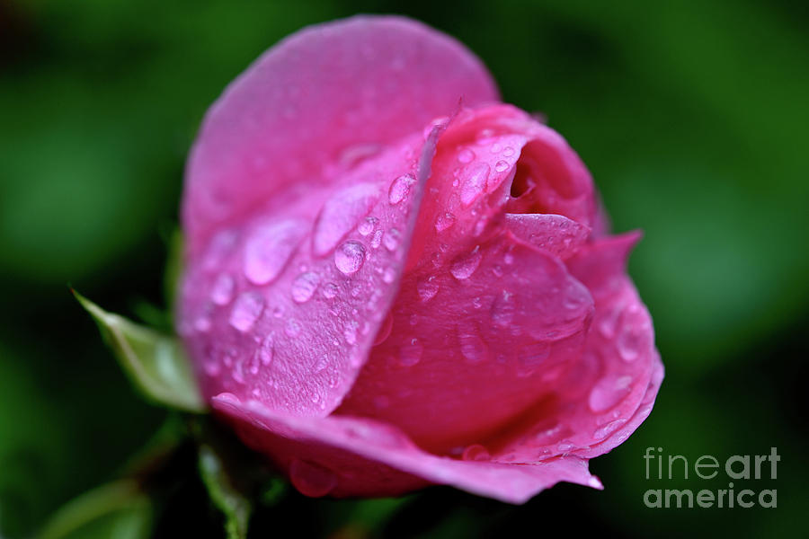 Rain Soaked Pink Rose Photograph by Terry Elniski