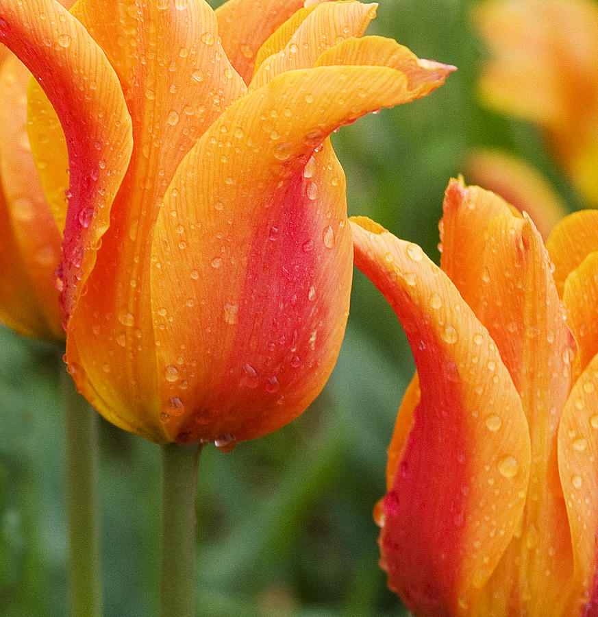 Rain Soaked Tulips Photograph by Elvira Butler