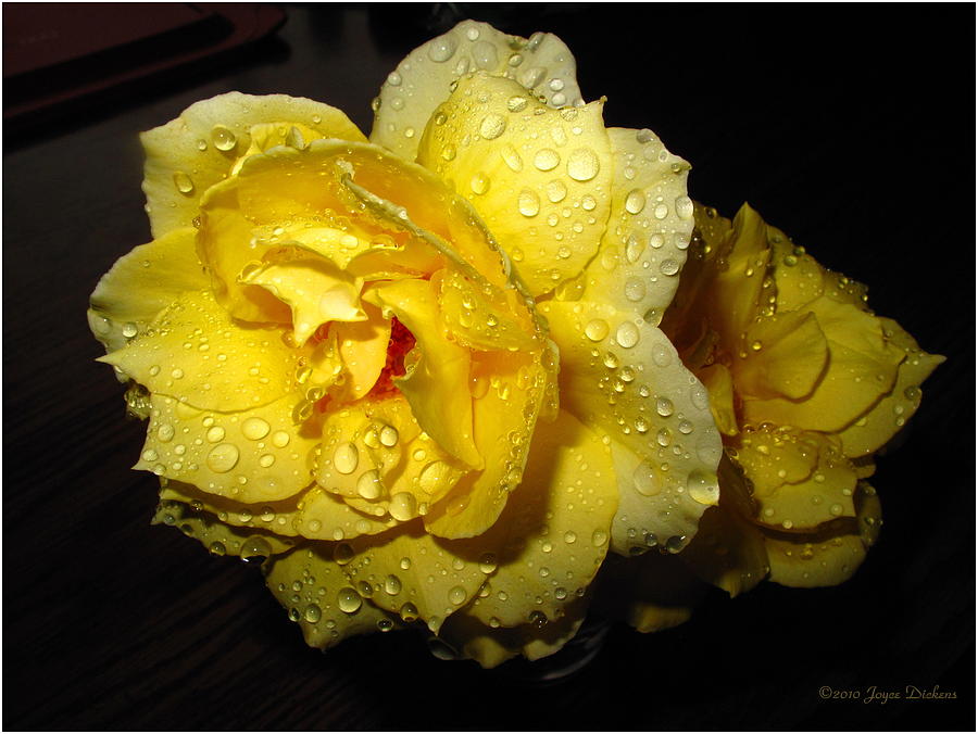 Rain Soaked Yellow Rose Photograph by Joyce Dickens