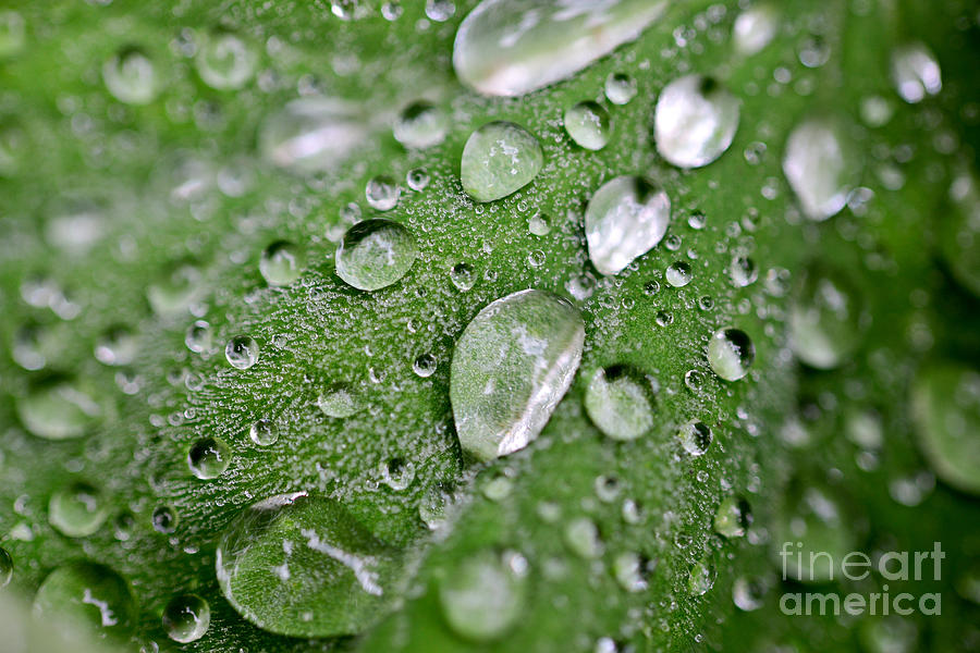 Rain Song Photograph by Terry Elniski