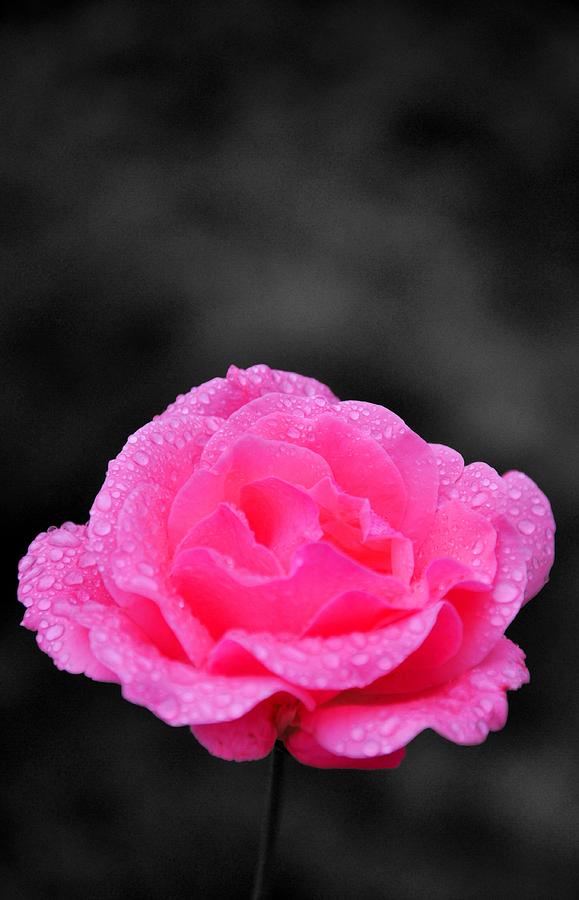 Rose Photograph - Rain Spattered Rose - Color Isolation by Noah Cole