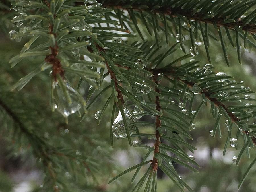 Spruce Forest Raining Rain-splashed Spruce Photograph by Wolf Shadow - Fine Art America