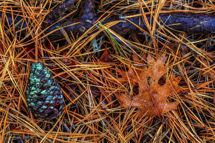Rain Study#13 Pine Barrens Photograph by Steve Gravano