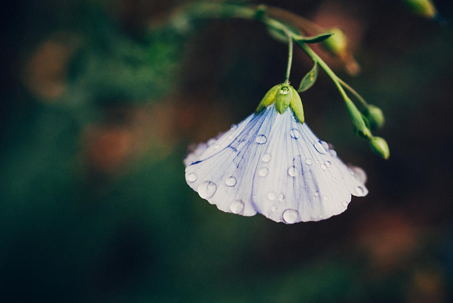 Macro Photograph - Rain Tickled by Tracy Jade Macro Photograph - Rain Tickled by Tracy Jade