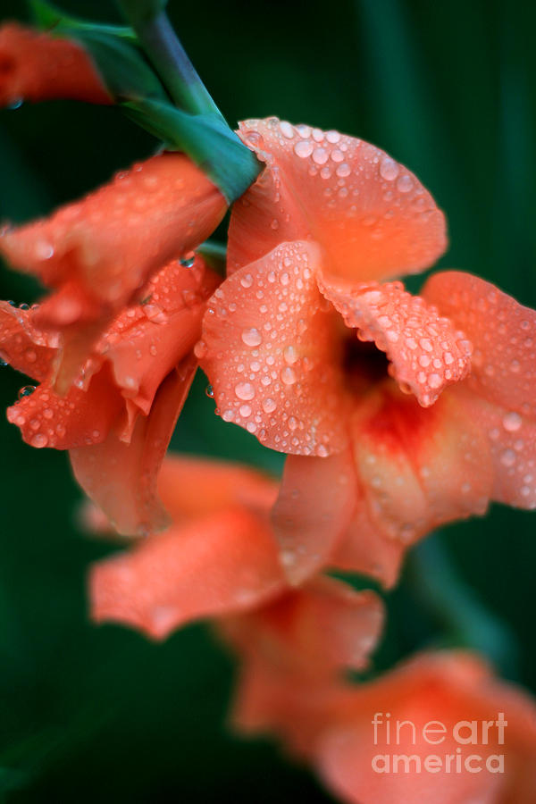 Flower Photograph - Rain Touched Gladiolus by Shane Jones