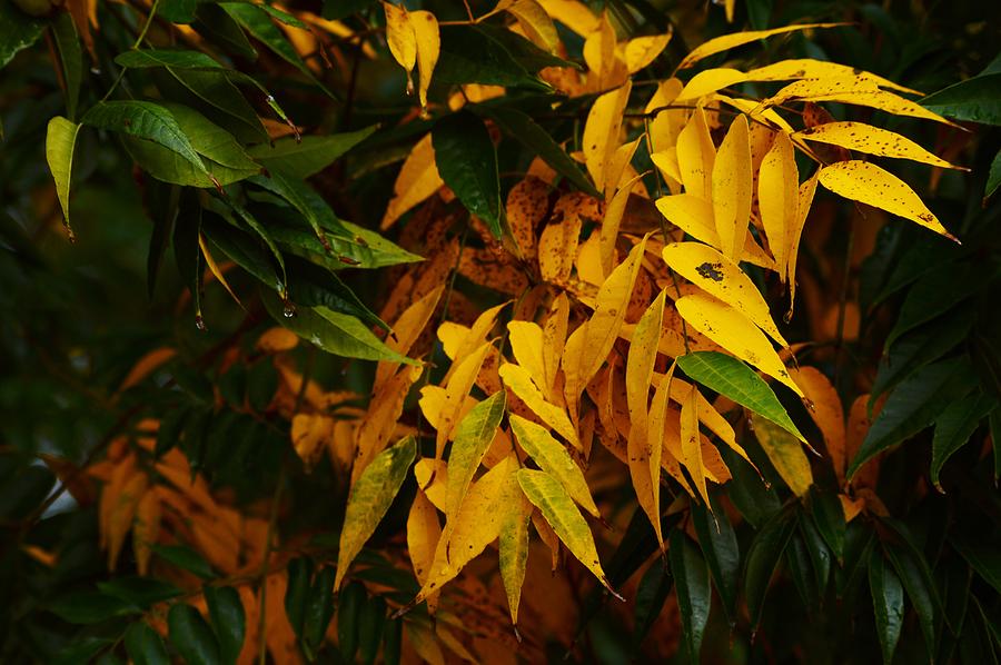 Rain Tree Gold Photograph by Warren Thompson