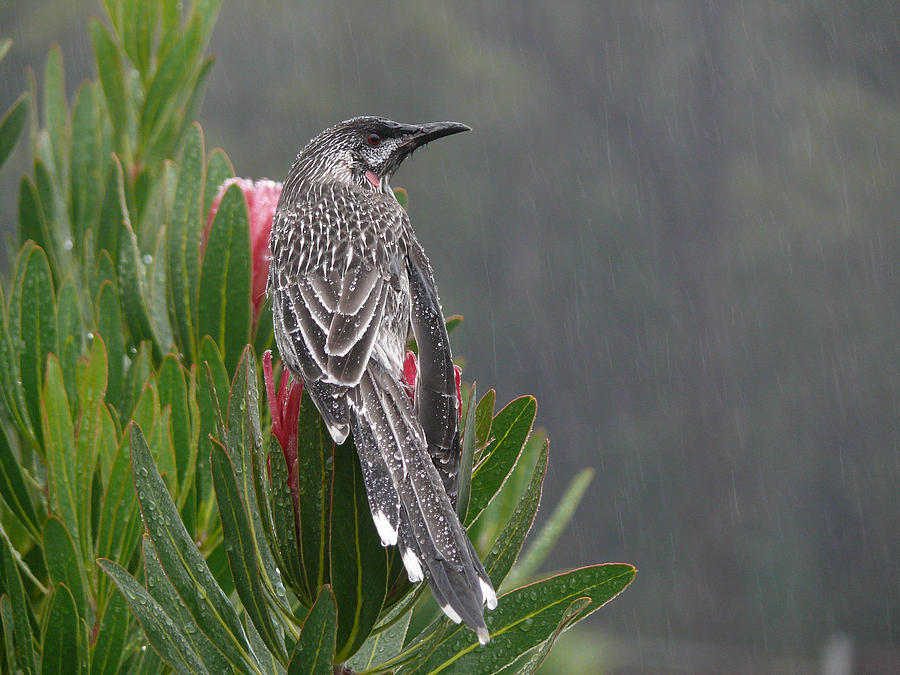 Rainbird Photograph by Evelyn Tambour