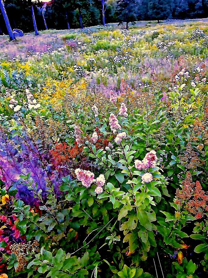 Meadow Photograph - Rainbow Meadow by Elizabeth Tillar