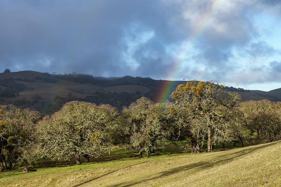 Rainbow and Blue Oaks at Morgan Territory Preserve Photograph by Rick Pisio