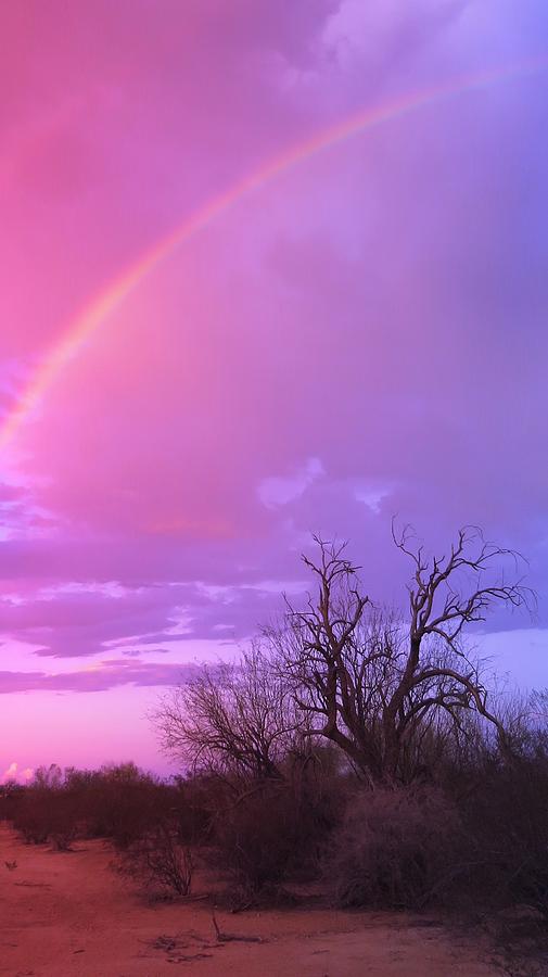 Rainbow and Ironwood Photograph by Judy Kennedy