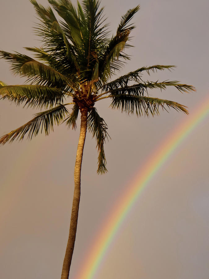 Rainbow and Palm Tree Photograph by Roger Mullenhour