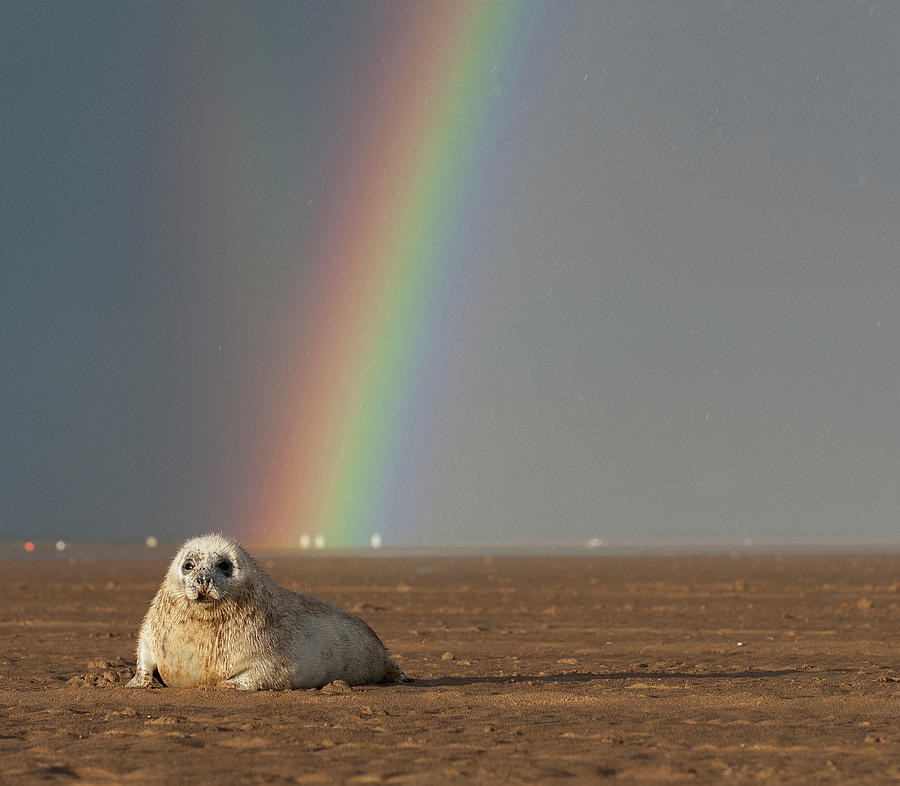 Rainbow Photograph - Rainbow and Seal by Phillips and Phillips Rainbow Photograph - Rainbow and Seal by Phillips and Phillips