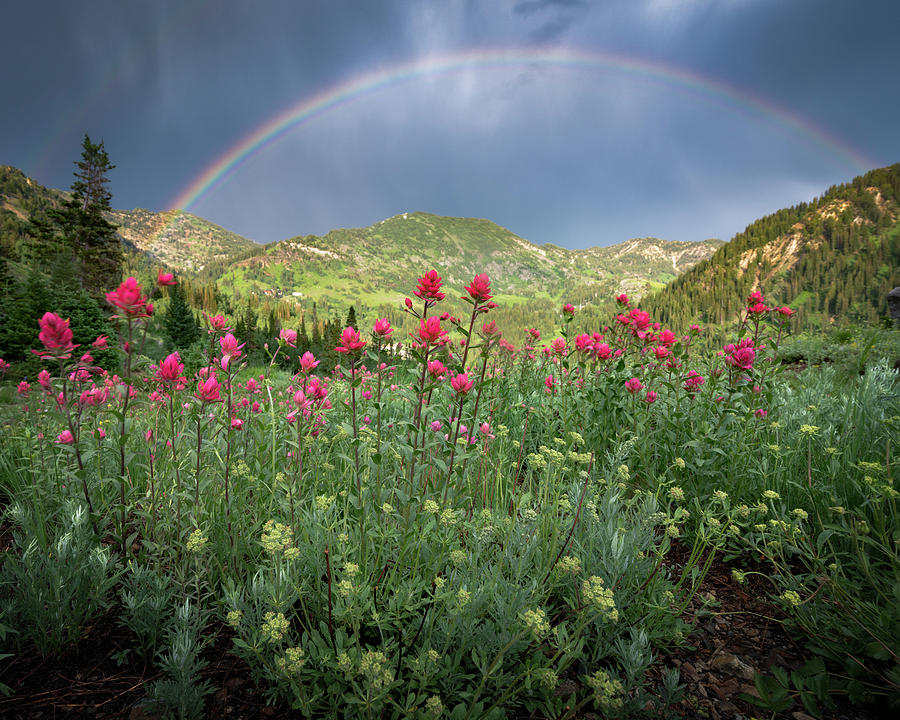 Rainbow and Wildflowers Photograph by James Udall