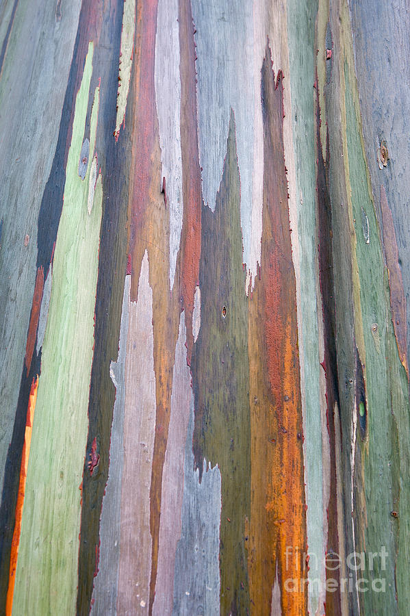 Mindanao Gum Photograph - Rainbow bark of Mindano gum tree by Jason O Watson Mindanao Gum Photograph - Rainbow bark of Mindano gum tree by Jason O Watson