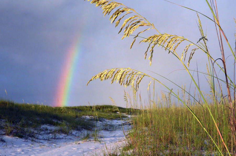 Rainbow Beach Path 2 Photograph by Marie Hicks