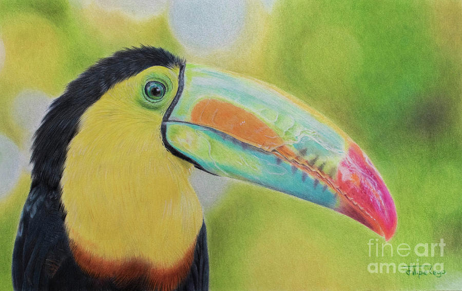 Rainbow Beak Drawing by Filipe Rego