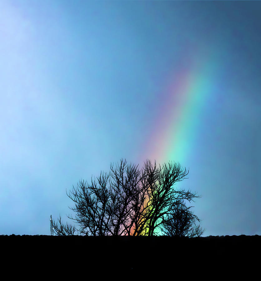 Rainbow behind Tree Branches Photograph by William Cruz - Fine Art America