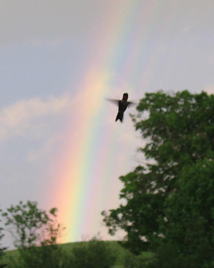 Rainbow Bird Photograph by Ed Smith