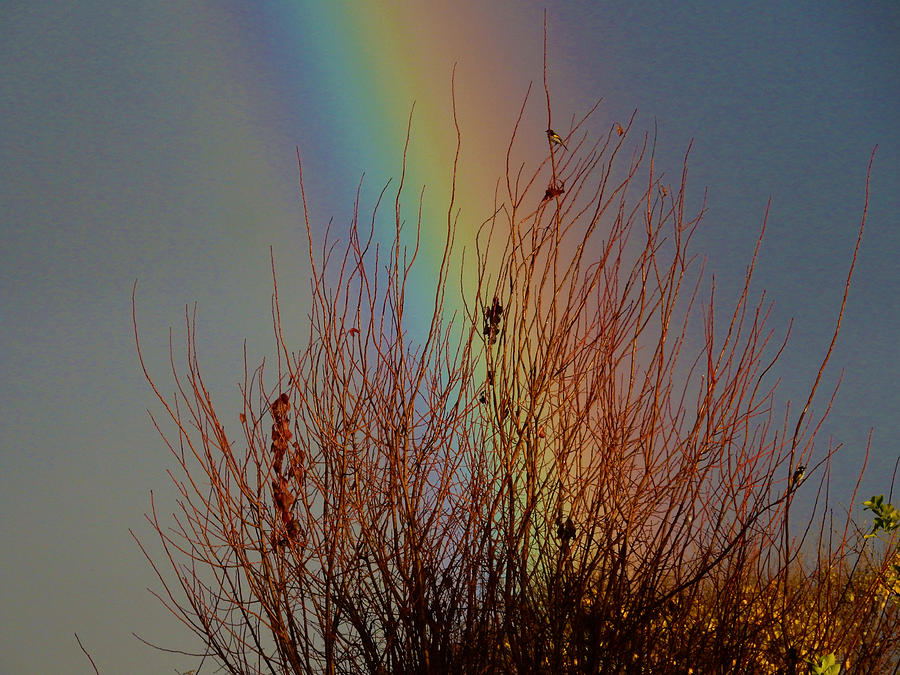 Rainbow Bird Photograph by Mark Blauhoefer
