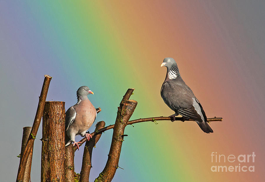 Rainbow birds Photograph by Jean-Luc Baron