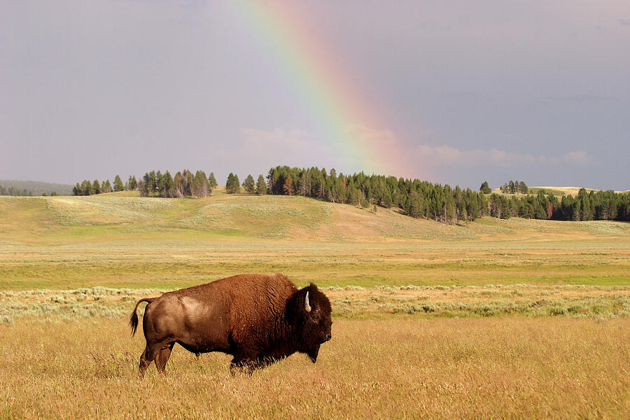 Rainbow Bison Photograph by Eric Foltz