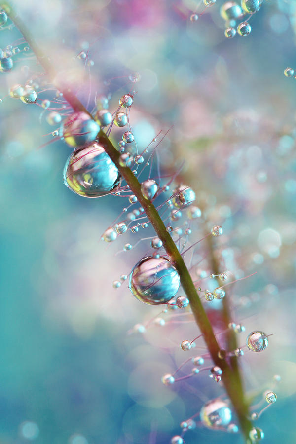 Macro Photograph - Rainbow Blue Smokey Drops by Sharon Johnstone