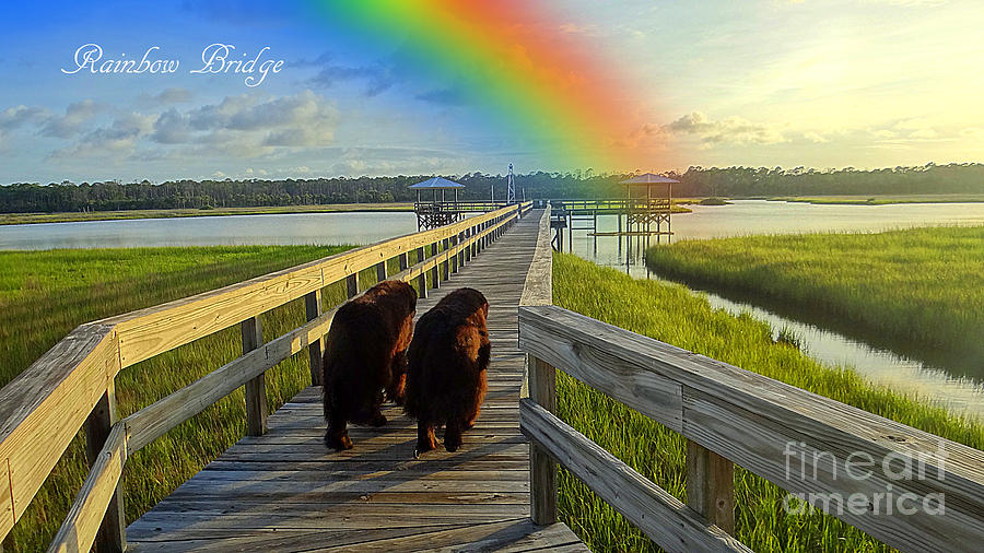 Rainbow Bridge Photograph