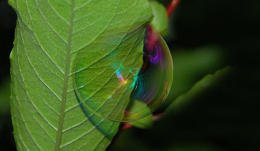 Rainbow Bubble Photograph by Marilynne Bull