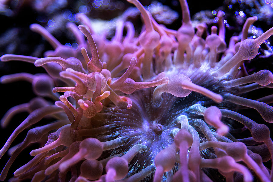 Rainbow Bubble Tip Anemone Photograph By Louis Daigle - Pixels