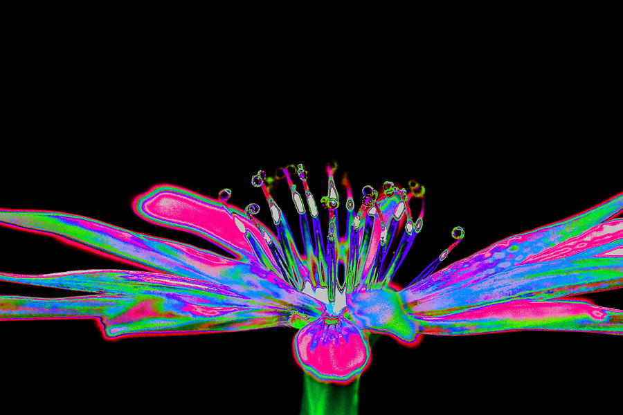 Flower Photograph - Rainbow chicory by Richard Patmore