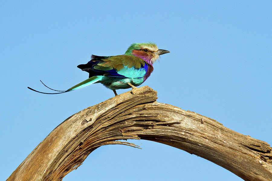 Rainbow Color Bird Photograph by Janet Chung - Fine Art America