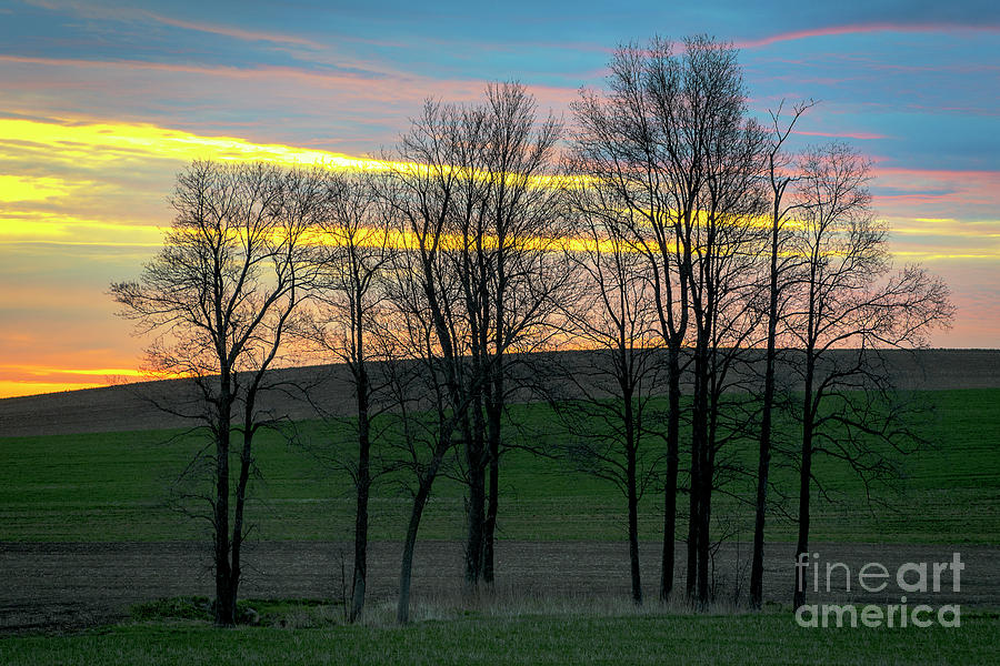 Rainbow Color Tree Horizon Photograph by Joann Long