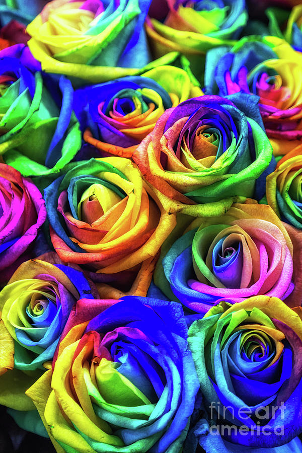 neon rainbow roses wallpaper