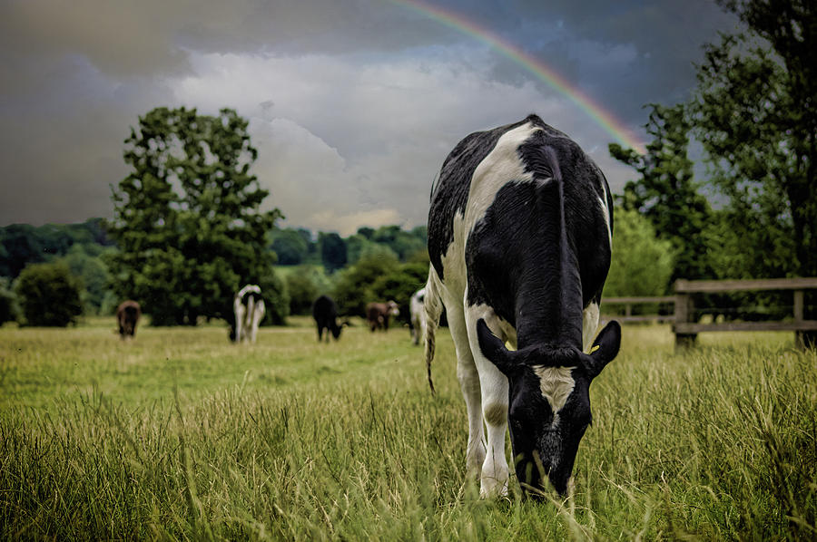 Cow Photograph - Rainbow Cow by Martin Newman