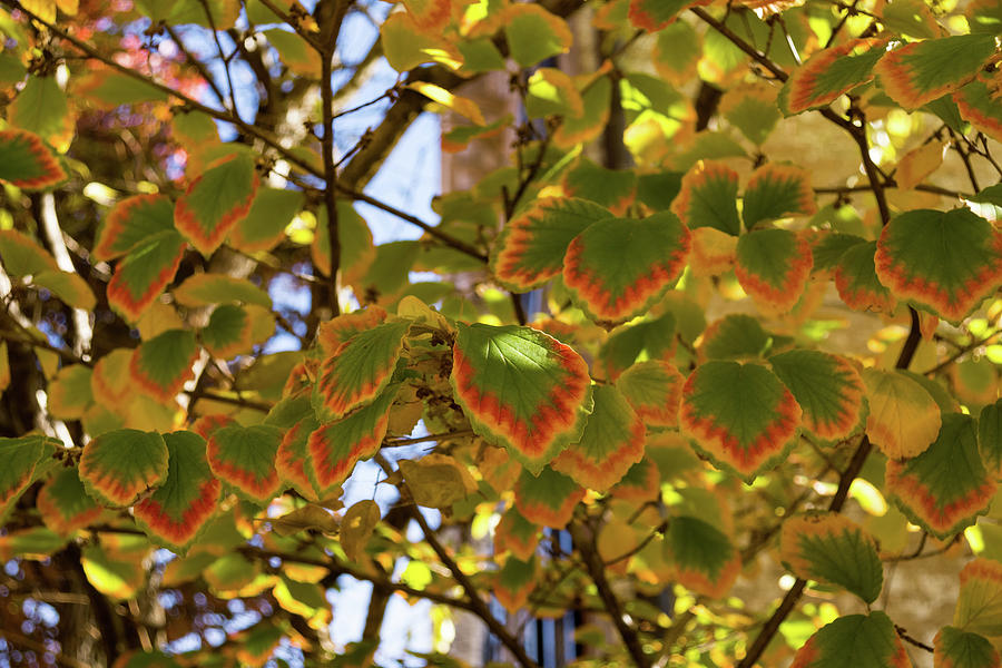 Rainbow Edges - Slowly Changing Leaves Celebrating the Arrival of Autumn Photograph by Georgia Mizuleva