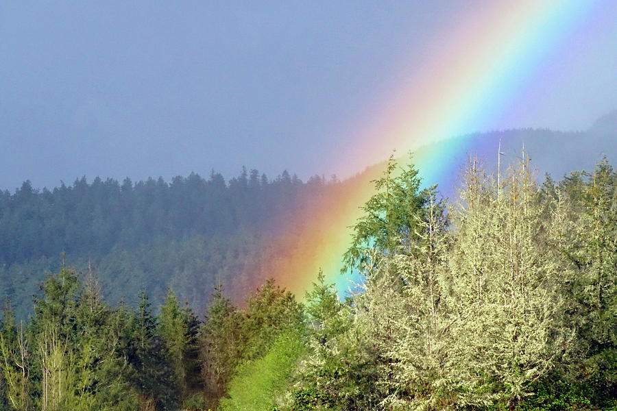 Rainbow Entering Forest #3 Photograph by Ben Upham III