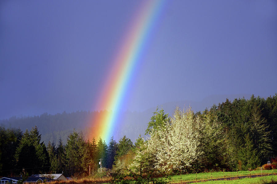 Rainbow Entering Forest Photograph by Ben Upham III