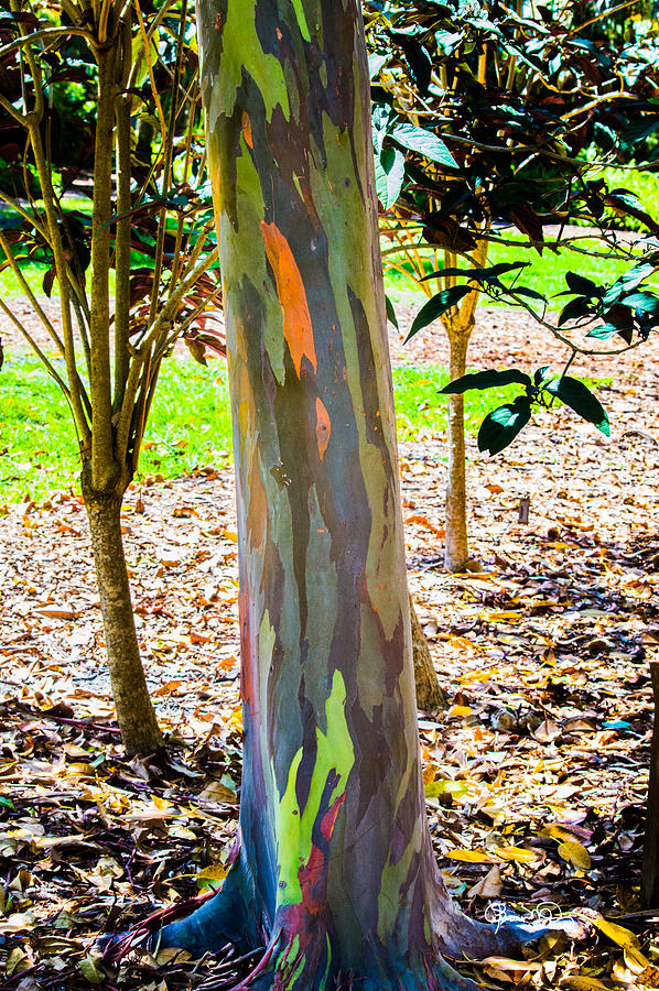 Rainbow Eucalyptus 1 Photograph by Susan Molnar