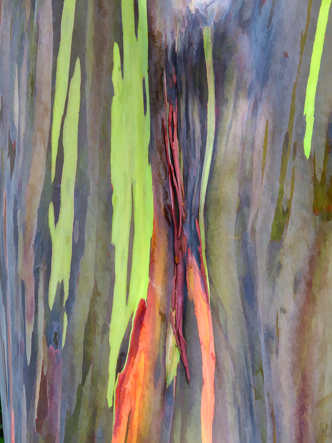 Rainbow Eucalyptus 13 Photograph by Dawn Eshelman