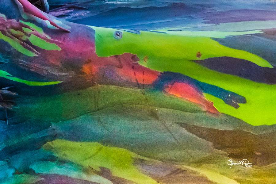 Rainbow Eucalyptus 2 Photograph by Susan Molnar