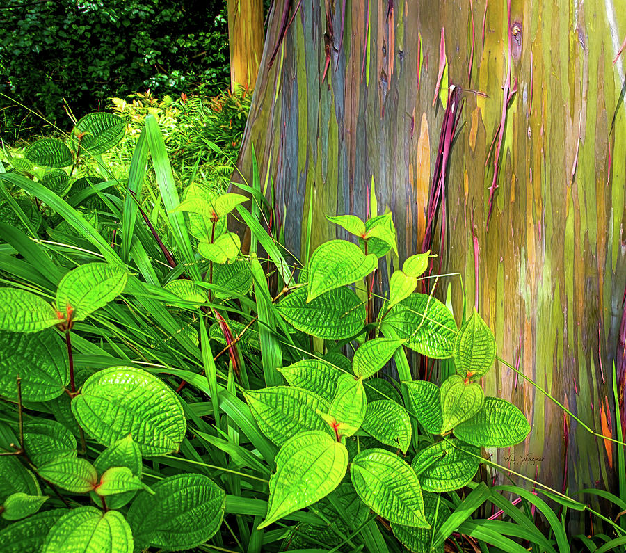 Rainbow Eucalyptus 2 Photograph by Will Wagner