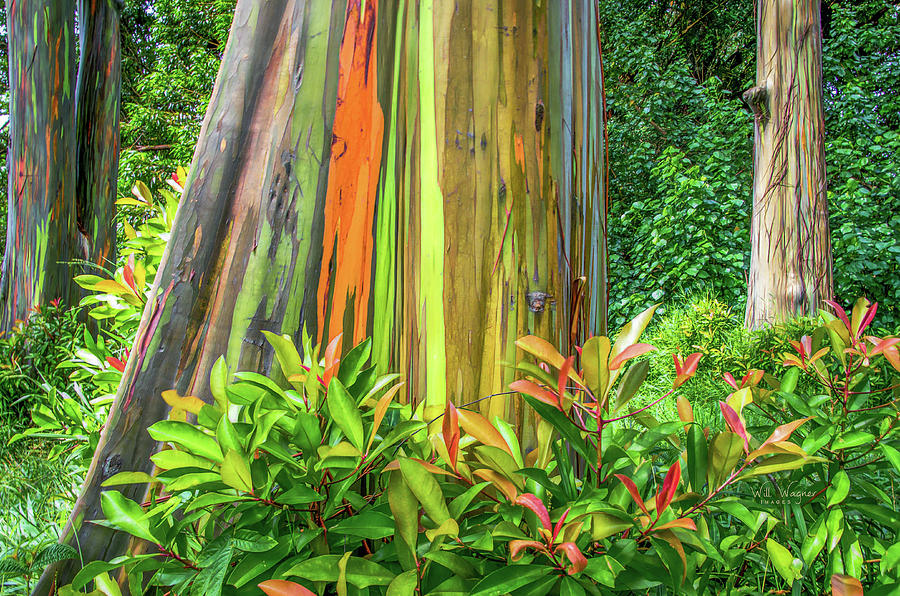 Rainbow Eucalyptus 3 Photograph by Will Wagner