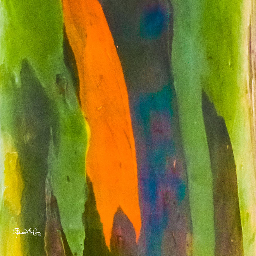 Rainbow Eucalyptus 5 Photograph by Susan Molnar