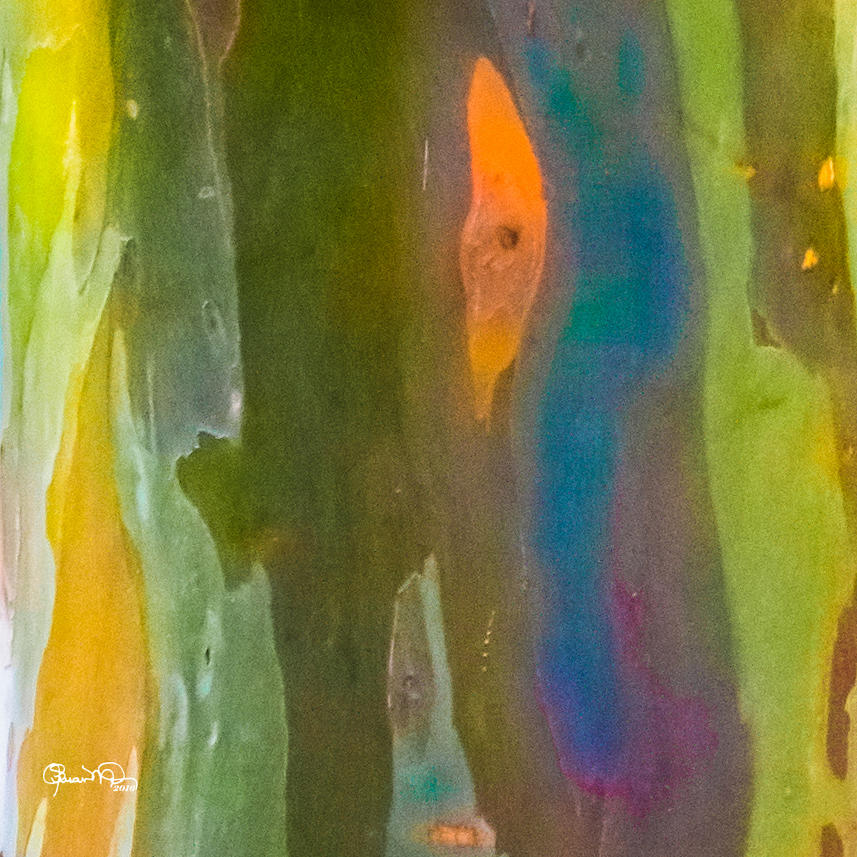Rainbow Eucalyptus 9 Photograph by Susan Molnar