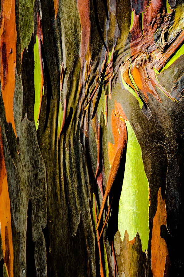 Rainbow Eucalyptus Bark Photograph by Alan Hart